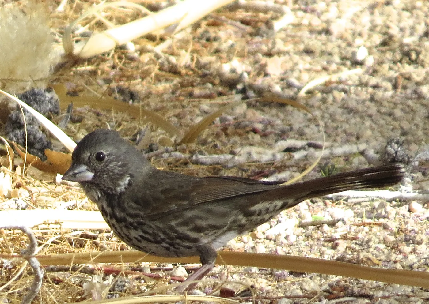 A dark grey-brown sparrow with a heavy grey bill and a streaked breast, standing on gravel and dry leaves.